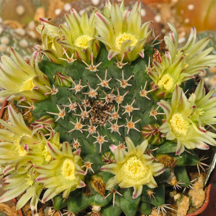 Nasiona Kaktusa Poduszeczki - Mammillaria Peninsularis