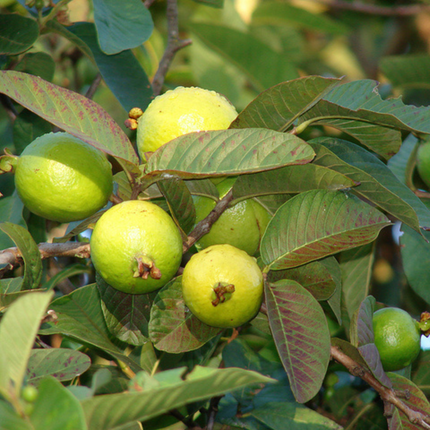 Sjemenke guave obične - Psidium Guajava
