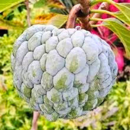 Nasiona Flaszowca - Annona Squamosa