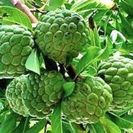 Nasiona Flaszowca - Annona Squamosa