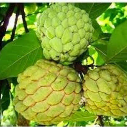 Nasiona Flaszowca - Annona Squamosa