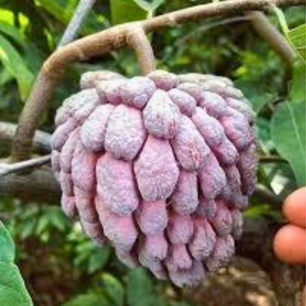 Nasiona Flaszowca - Annona Squamosa