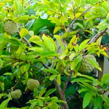 Nasiona Flaszowca - Annona Squamosa