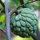 Nasiona Flaszowca (Annona squamosa)