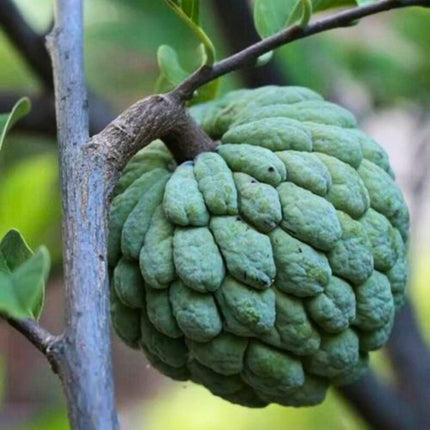 Nasiona Flaszowca - Annona Squamosa