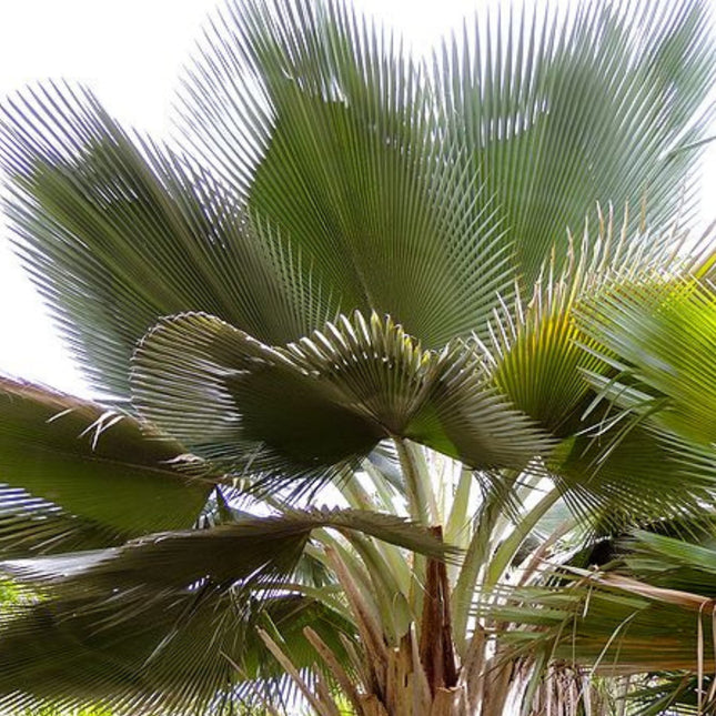 Nasiona Palmy Olbrzymiej Yarey - Copernicia Fallaensis