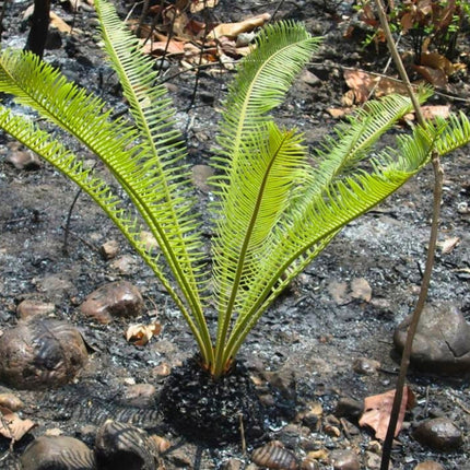 Nasiona Sagowca Tajskiego - Cycas Siamensis