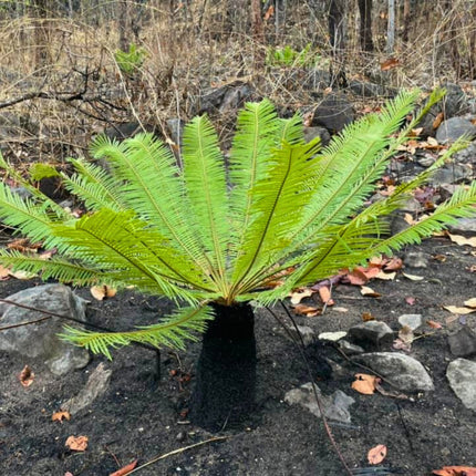 Nasiona Sagowca Tajskiego - Cycas Siamensis