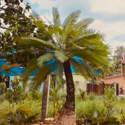 Nasiona Sagowca Tajskiego - Cycas Siamensis