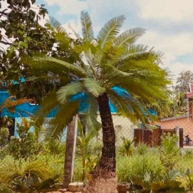 Nasiona Sagowca Tajskiego - Cycas Siamensis