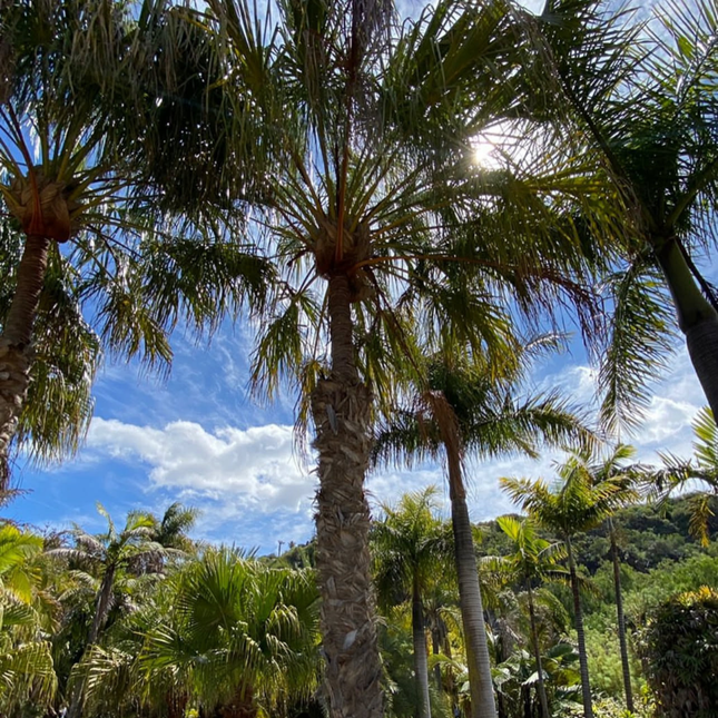 Nasiona Urugwajskiej Palmy Igłowej - Trithrinax Brasiliensis