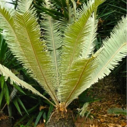 Nasiona Sagowca Tajskiego - Cycas Siamensis