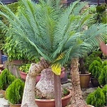Nasiona Sagowca Tajskiego - Cycas Siamensis