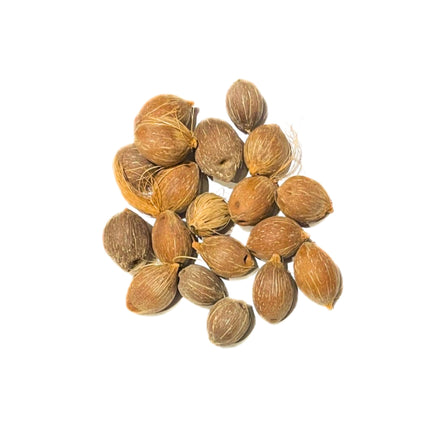 Nasiona Srebrnej Palmy Królowej - Syagrus Romanzoffiana Litoralis