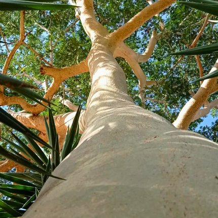 Nasiona Albicji Niopoides - Albizia Niopoides