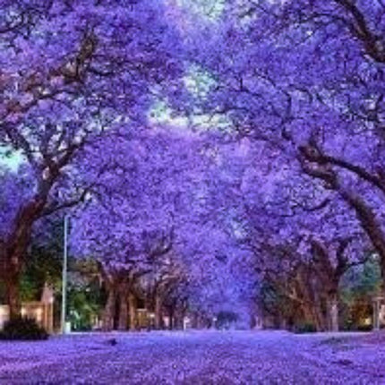 Nasiona Paulowni Cesarskiej - Paulownia Tomentosa