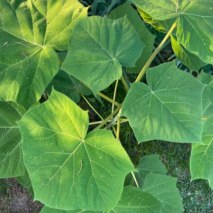 Nasiona Paulowni Cesarskiej - Paulownia Tomentosa