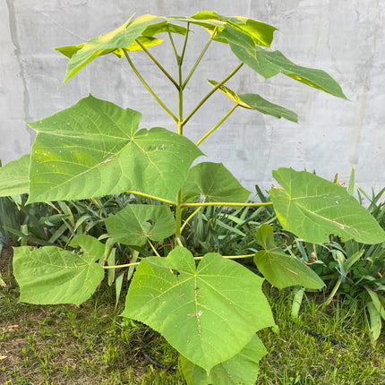 Nasiona Paulowni Cesarskiej - Paulownia Tomentosa