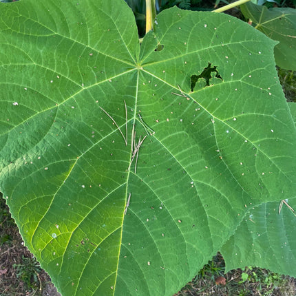 Nasiona Paulowni Cesarskiej - Paulownia Tomentosa