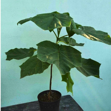Nasiona Paulowni Cesarskiej - Paulownia Tomentosa