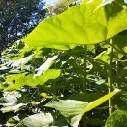 Nasiona Paulowni Cesarskiej - Paulownia Tomentosa