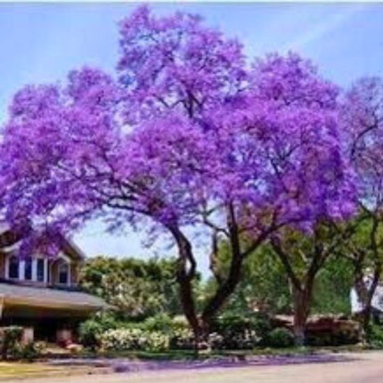 Nasiona Paulowni Cesarskiej - Paulownia Tomentosa