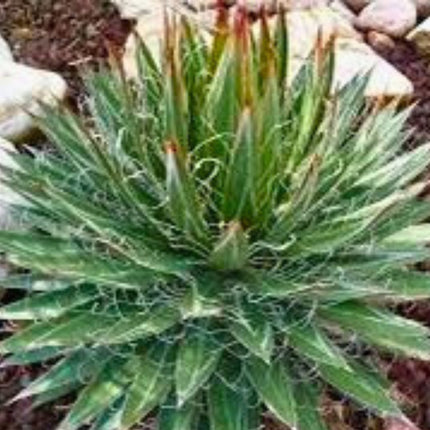 Nasiona Agawy Nitkowatej - Agave Filifera