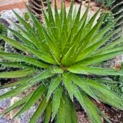 Nasiona Agawy Nitkowatej - Agave Filifera