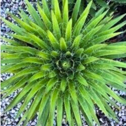 Nasiona Agawy Nitkowatej - Agave Filifera