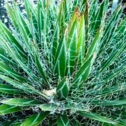 Nasiona Agawy Nitkowatej - Agave Filifera