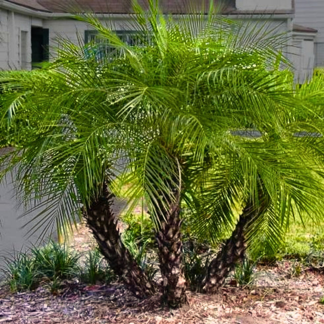 Nasiona Daktylowca Niskiego - Phoenix Roebelenii