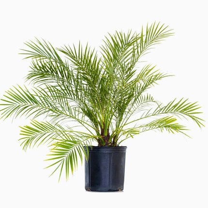 Nasiona Daktylowca Niskiego - Phoenix Roebelenii