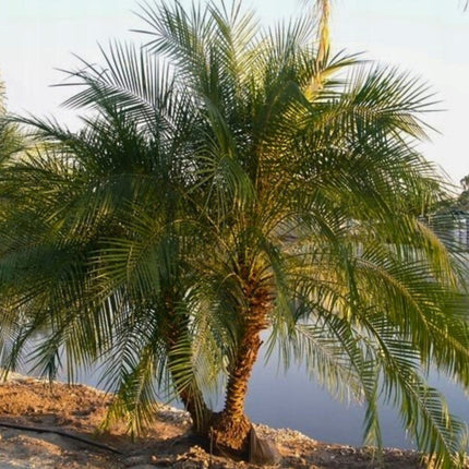 Nasiona Daktylowca Niskiego - Phoenix Roebelenii
