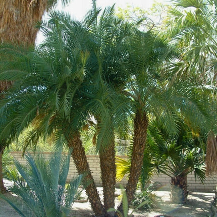 Nasiona Daktylowca Niskiego - Phoenix Roebelenii