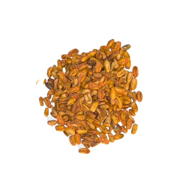 Nasiona Daktylowca Niskiego - Phoenix Roebelenii