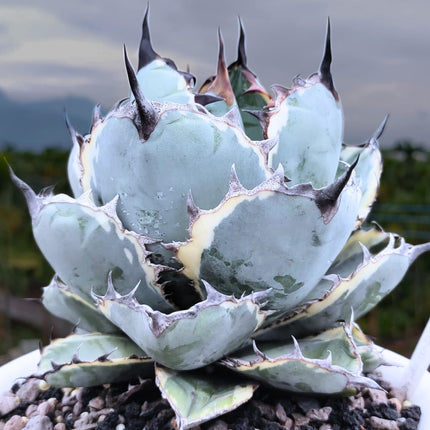Nasiona Niebieskiej Agawy - Agave Titanota 'Blue'