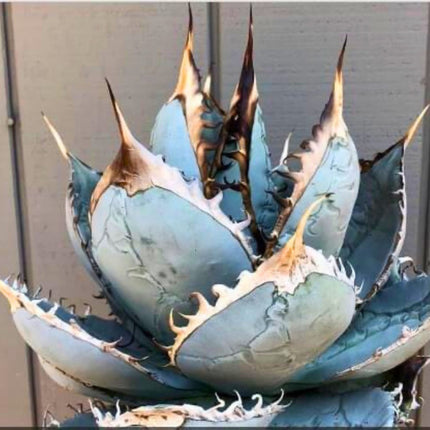 Nasiona Niebieskiej Agawy - Agave Titanota 'Blue'
