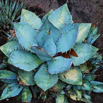 Nasiona Niebieskiej Agawy - Agave Titanota 'Blue'