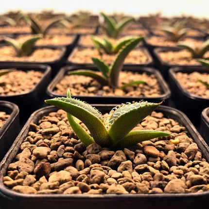 Nasiona Niebieskiej Agawy - Agave Titanota 'Blue'
