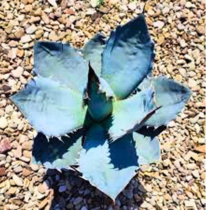 Nasiona Niebieskiej Agawy - Agave Titanota 'Blue'