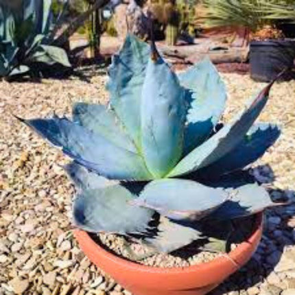 Nasiona Niebieskiej Agawy - Agave Titanota 'Blue'