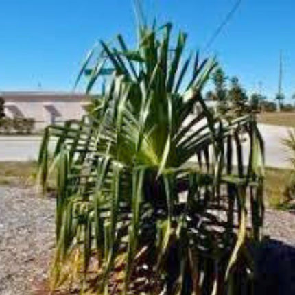 Nasiona Pandana Olbrzymiego - Pandanus Monotheca