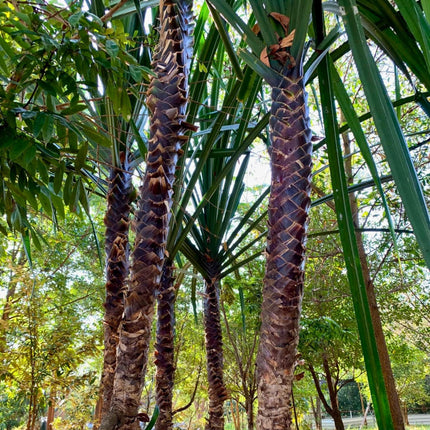 Nasiona Pandana Olbrzymiego - Pandanus Monotheca