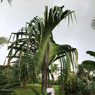 Nasiona Pandana Olbrzymiego (Pandanus monotheca)