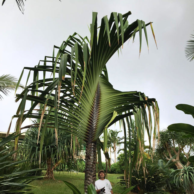 Nasiona Pandana Olbrzymiego - Pandanus Monotheca
