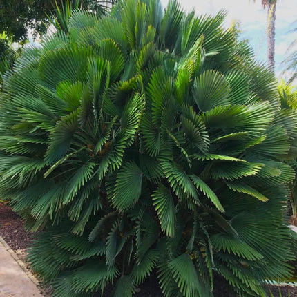 Nasiona Karłatki Vulcano - Chamaerops Humilis 'Vulcano'