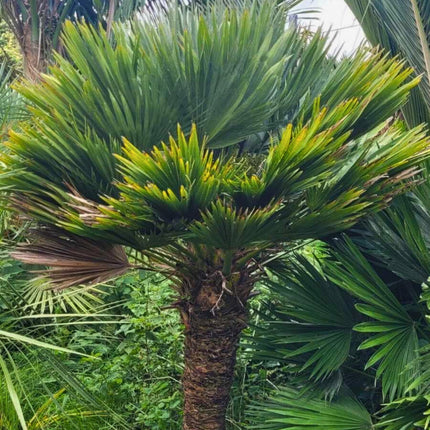 Nasiona Karłatki Vulcano - Chamaerops Humilis 'Vulcano'