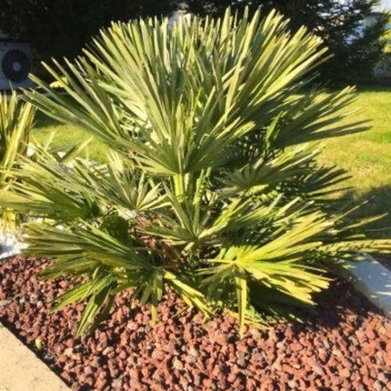 Nasiona Karłatki Vulcano - Chamaerops Humilis 'Vulcano'