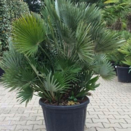 Nasiona Karłatki Vulcano - Chamaerops Humilis 'Vulcano'