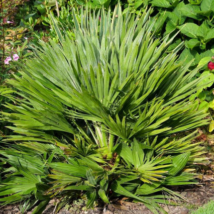 Nasiona Karłatki Vulcano - Chamaerops Humilis 'Vulcano'